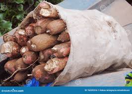 Cassava