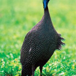 Nkhanga Guinea Fowl