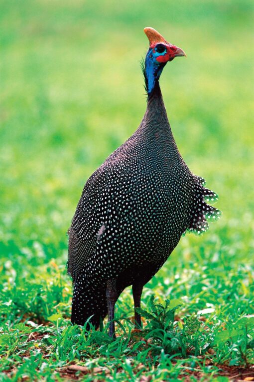 Nkhanga Guinea Fowl