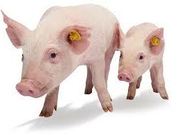 Pig weaners